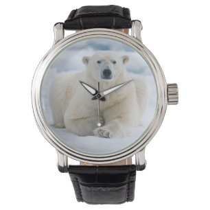 Adult polar bear on the summer pack ice watch