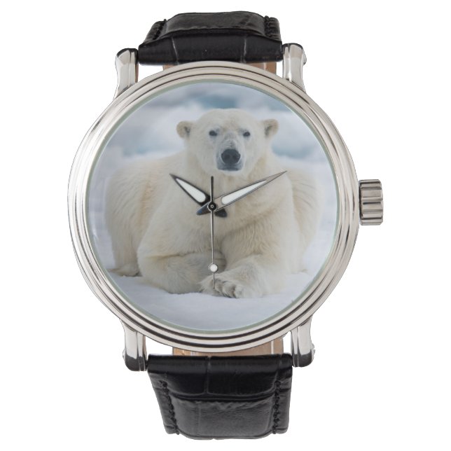Adult polar bear on the summer pack ice watch (Front)