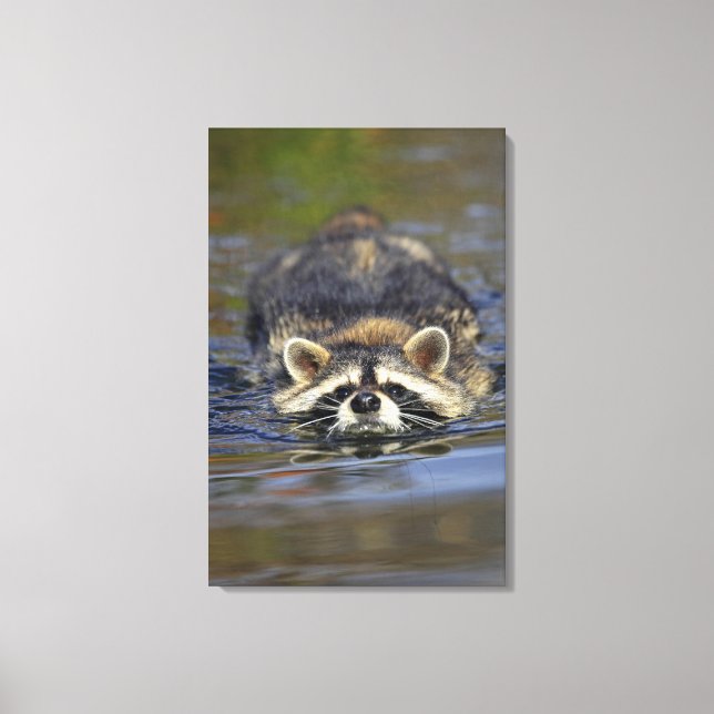 Adult Racoon, Procyon lotorOrder : Canvas Print (Front)