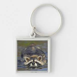Adult Racoon, Procyon lotorOrder : Key Ring