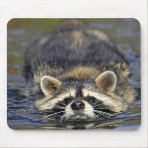 Adult Racoon, Procyon lotorOrder : Mouse Mat