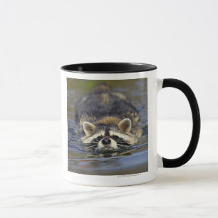 Adult Racoon, Procyon lotorOrder : Mug