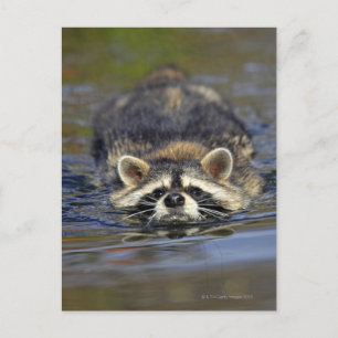 Adult Racoon, Procyon lotorOrder : Postcard