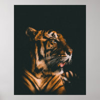ADULT TIGER PRONE LYING INSIDE DIM LIGHTED ROOM