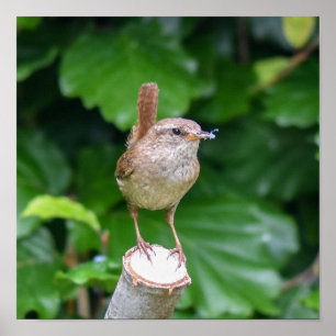 Adult Wren With A Bug In It's Mouth  Poster