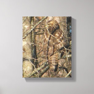AE- Awesome Hawk in a Tree Canvas Art
