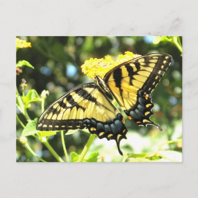 AE- Butterfly Postcards (Front)