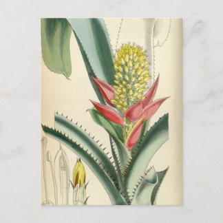 Aechmea mertensii (= mucroniflora) postcard