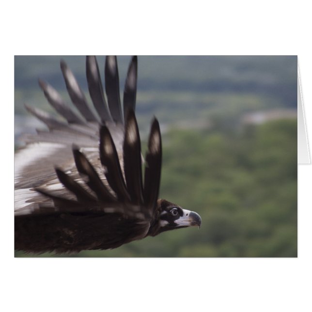 Aegypius monachus (Front Horizontal)