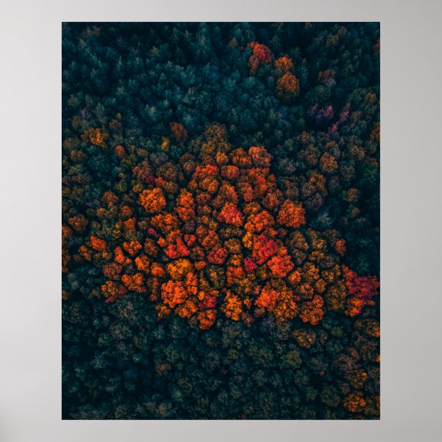 Aerial photography of forest poster (Front)