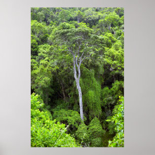 Aerial View Of Indigenous Forest, Knysna-Amatole Poster