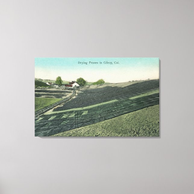 Aerial View of Prunes Drying in the Sun Canvas Print (Front)