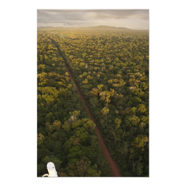 Aerial View of rainforest. Iwokrama Reserve, 2 Photo Print (Front)