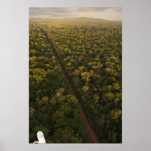 Aerial View of rainforest. Iwokrama Reserve, 2 Poster