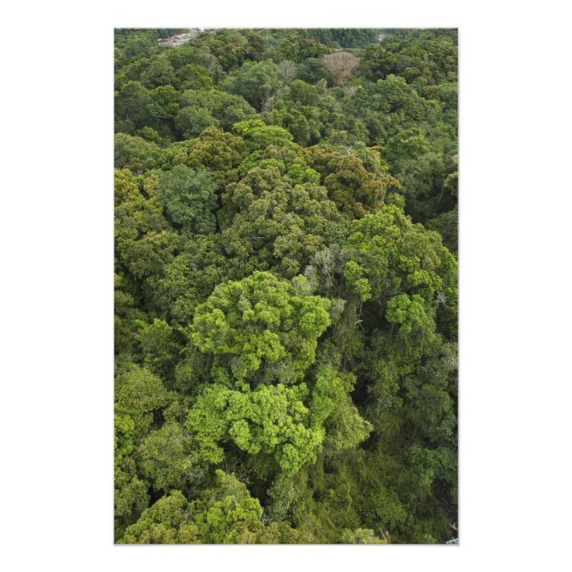 Aerial View of rainforest. Iwokrama Reserve, Photo Print (Front)