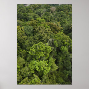 Aerial View of rainforest. Iwokrama Reserve, Poster