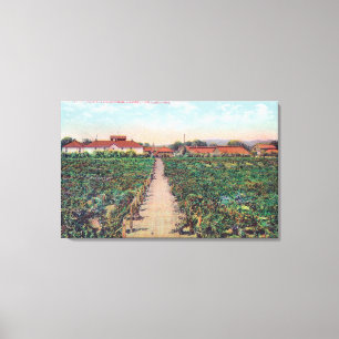 Aerial View of the Vineyards and Wine Cellars Canvas Print