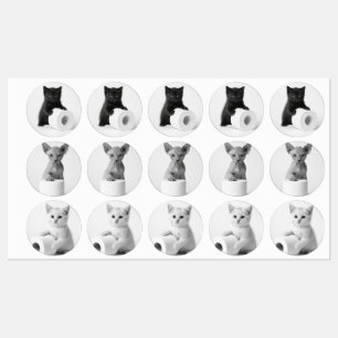 Aesthetic Curious Cats Exploring Toilet Paper