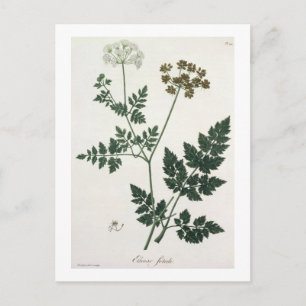 Aethusa Cynapium from 'Phytographie Medicale' by J Postcard