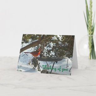 AF- Cardinal in the Snow Thinking of you Card