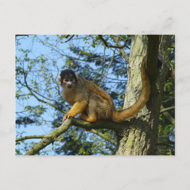Affe Totenkopfäffchen sitz auf einem Baum Postcard (Front)