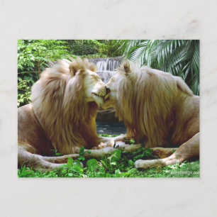 Affectionate Lions Postcard