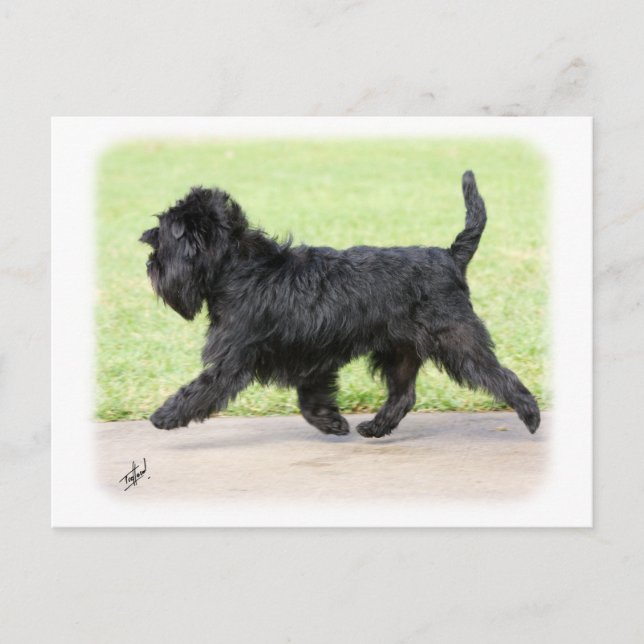 Affenpinscher 9Y516D-063 Postcard (Front)