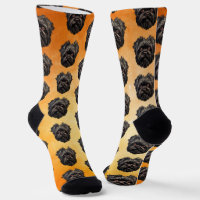 Affenpinscher Monkey Dog Affens Terrier