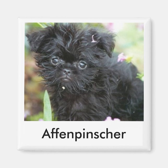 Affenpinscher Puppy Magnet (Front)