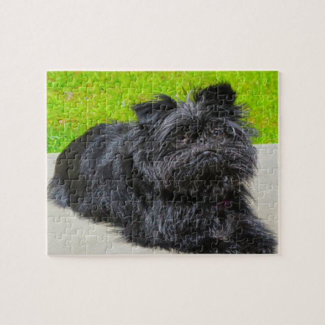 Affenpinscher Purebred Dog. Jigsaw Puzzle (Horizontal)