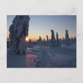 Affiche Couché de soleil sur la forêt en Laponie Postcard