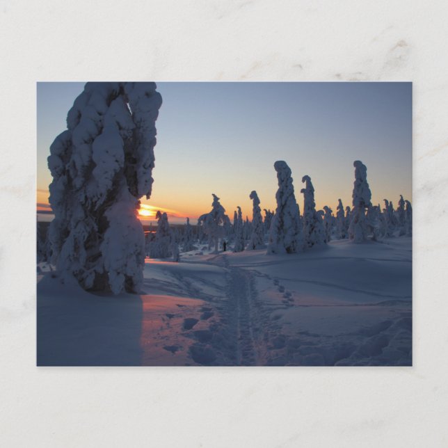 Affiche Couché de soleil sur la forêt en Laponie Postcard (Front)