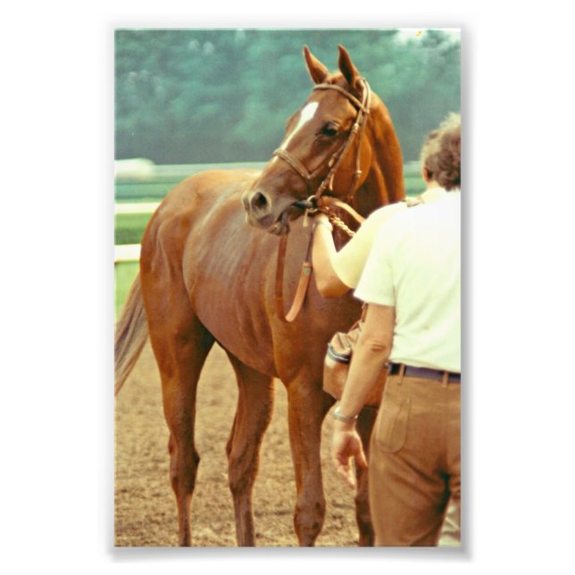 Affirmed Thoroughbred Racehorse 1978 Photo Print (Front)