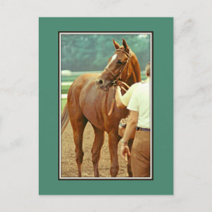 Affirmed Thoroughbred Racehorse 1978 Postcard