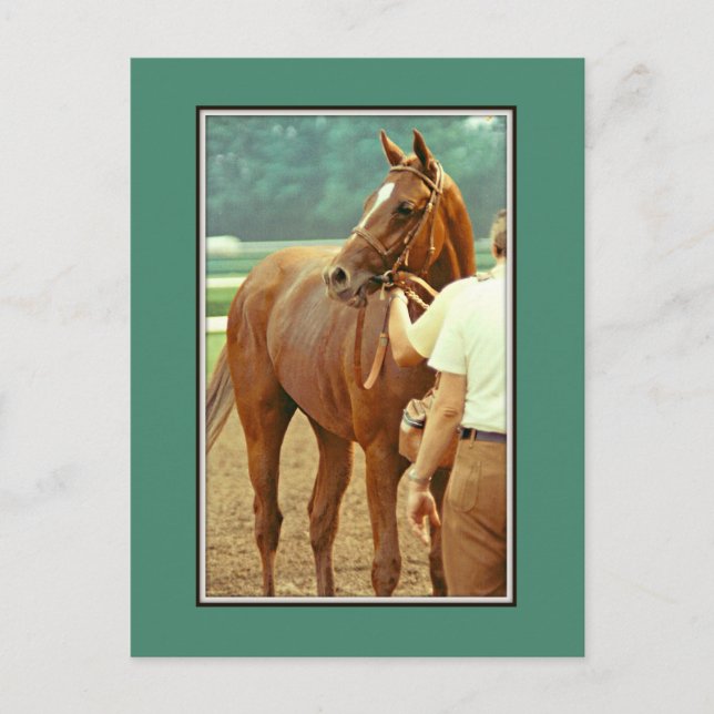 Affirmed Thoroughbred Racehorse 1978 Postcard (Front)