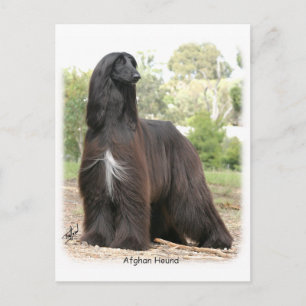 Afghan Hound 9Y151D-112 Postcard