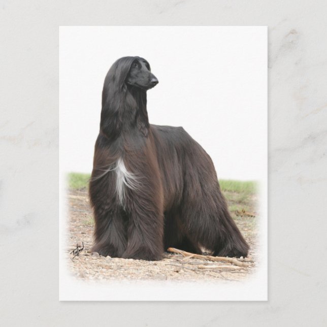Afghan Hound 9Y151D-113 Postcard (Front)