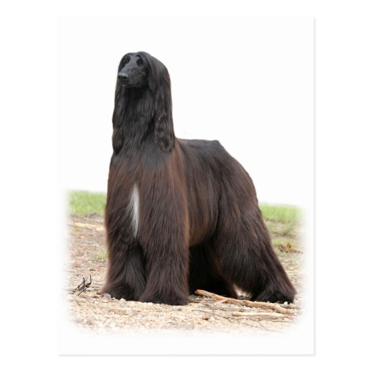 Afghan Hound 9Y151D-118 Postcard