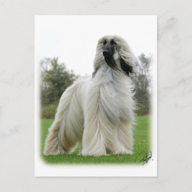 Afghan Hound 9Y247D-025 Postcard (Front)