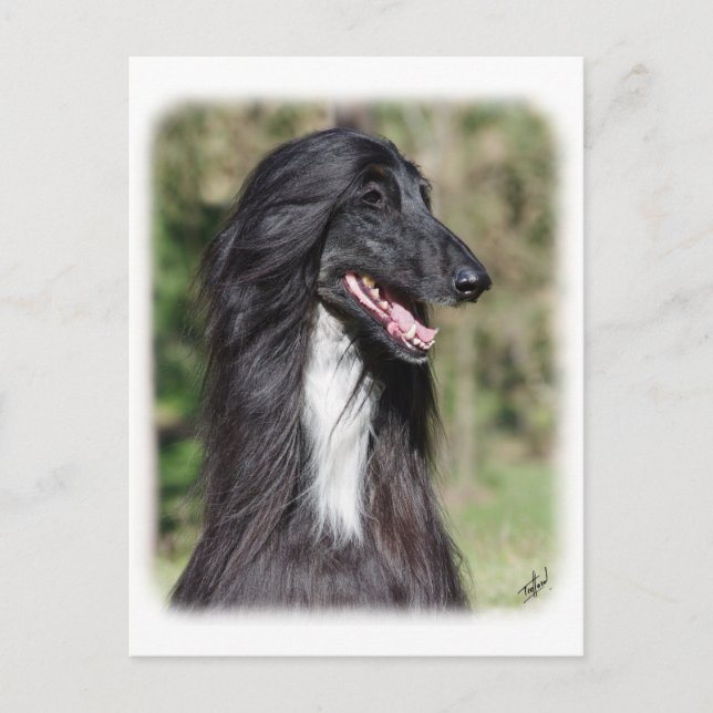 Afghan Hound AA017D-101 Postcard (Front)