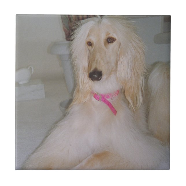 Afghan Hound Blonde Tile (Front)
