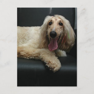 Afghan Hound Dog Postcard