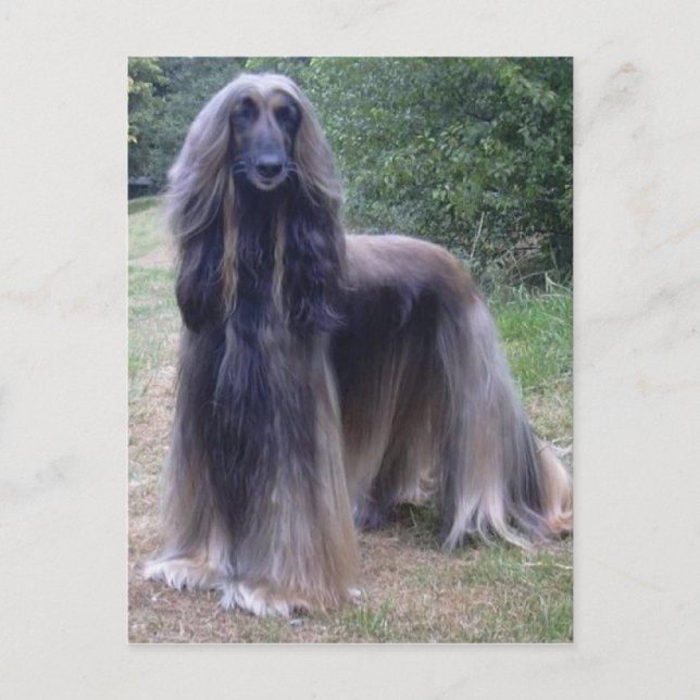 Afghan Hound Dog Postcard (Front)