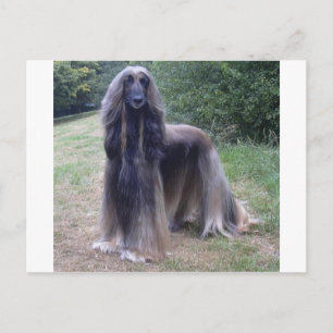 Afghan Hound Dog Postcard
