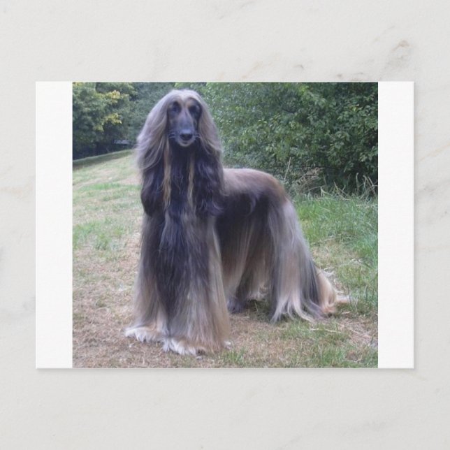 Afghan Hound Dog Postcard (Front)