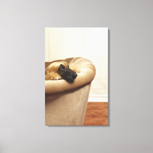 Afghan hound lying on sofa canvas print