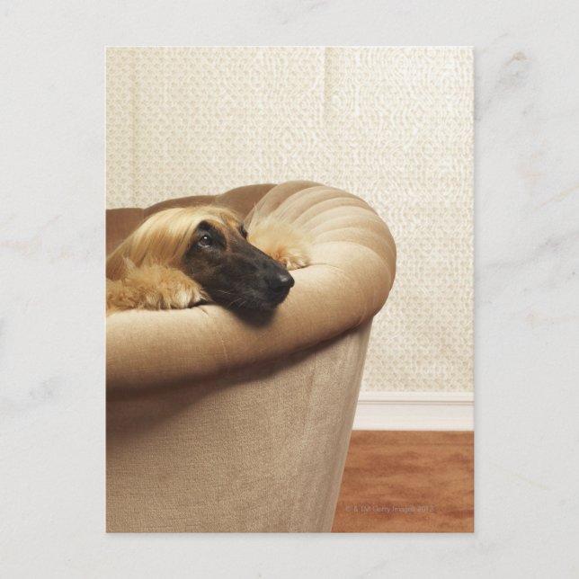 Afghan hound lying on sofa postcard (Front)
