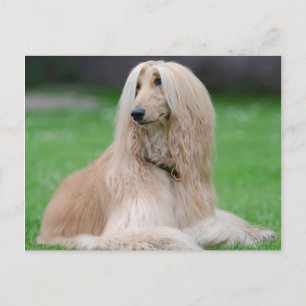 Afghan Hound Postcard