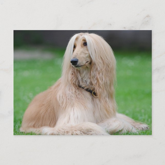Afghan Hound Postcard (Front)