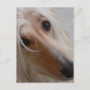 Afghan Hound Postcard